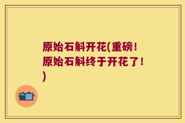 原始石斛开花(重磅！原始石斛终于开花了！)