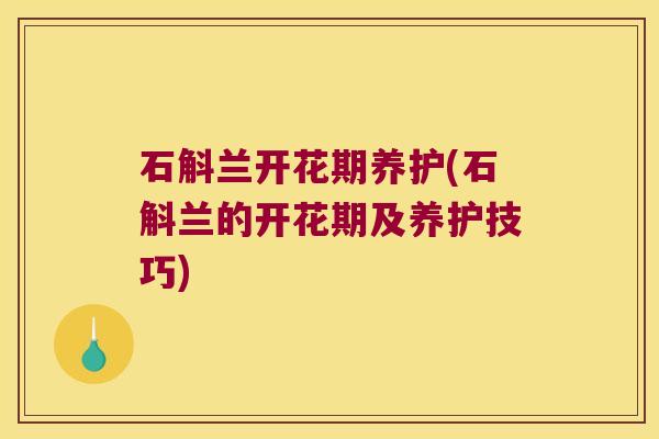 石斛兰开花期养护(石斛兰的开花期及养护技巧)
