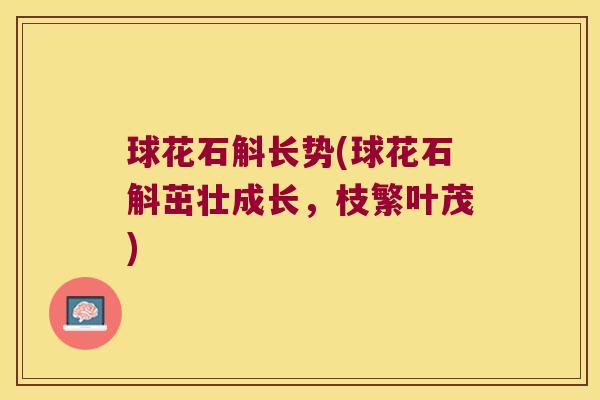 球花石斛长势(球花石斛茁壮成长，枝繁叶茂)