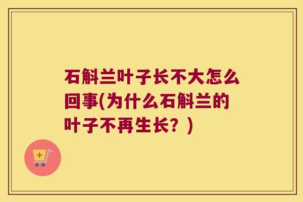 石斛兰叶子长不大怎么回事(为什么石斛兰的叶子不再生长？)