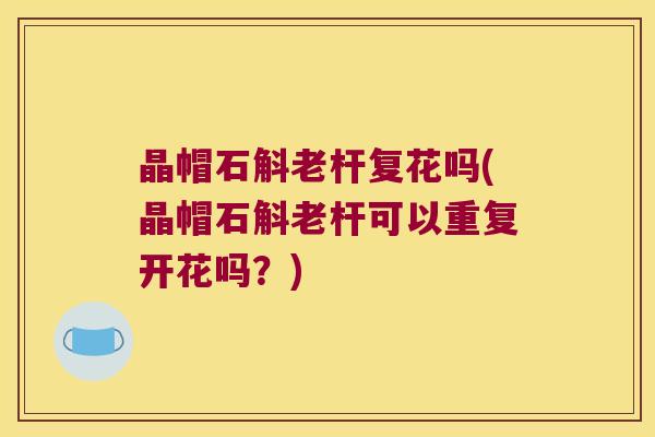 晶帽石斛老杆复花吗(晶帽石斛老杆可以重复开花吗？)