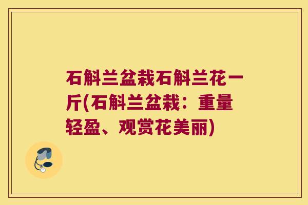 石斛兰盆栽石斛兰花一斤(石斛兰盆栽：重量轻盈、观赏花美丽)