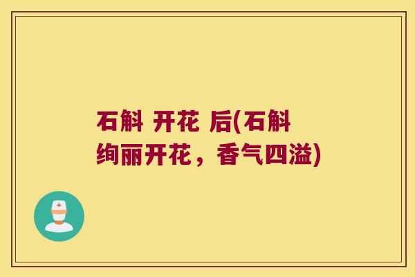 石斛 开花 后(石斛绚丽开花，香气四溢)
