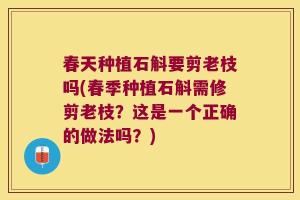 春天种植石斛要剪老枝吗(春季种植石斛需修剪老枝？这是一个正确的做法吗？)