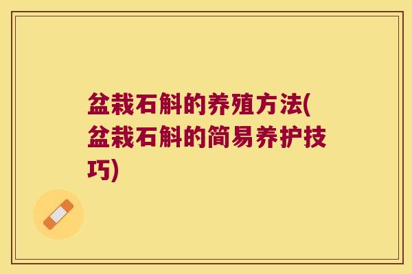 盆栽石斛的养殖方法(盆栽石斛的简易养护技巧)