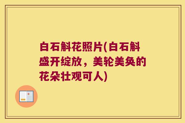白石斛花照片(白石斛盛开绽放，美轮美奂的花朵壮观可人)