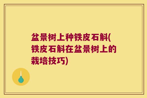 盆景树上种铁皮石斛(铁皮石斛在盆景树上的栽培技巧)