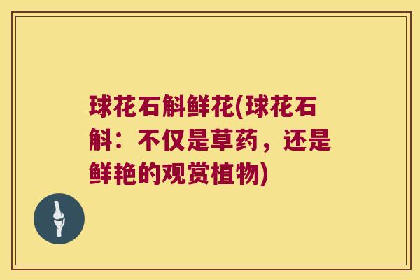球花石斛鲜花(球花石斛：不仅是草药，还是鲜艳的观赏植物)