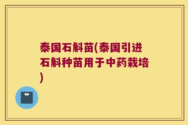 泰国石斛苗(泰国引进石斛种苗用于栽培)