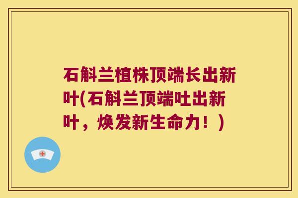 石斛兰植株顶端长出新叶(石斛兰顶端吐出新叶，焕发新生命力！)