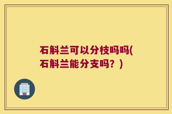 石斛兰可以分枝吗吗(石斛兰能分支吗？)