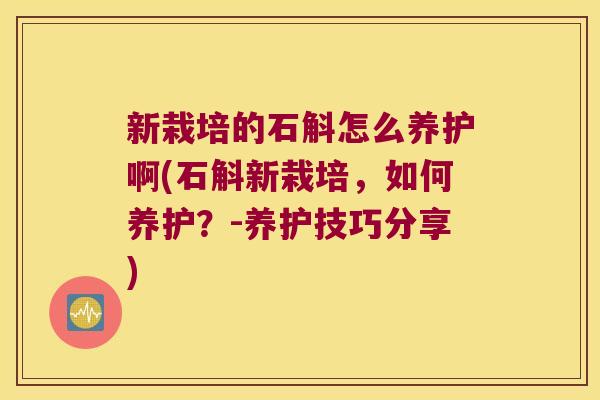 新栽培的石斛怎么养护啊(石斛新栽培，如何养护？-养护技巧分享)