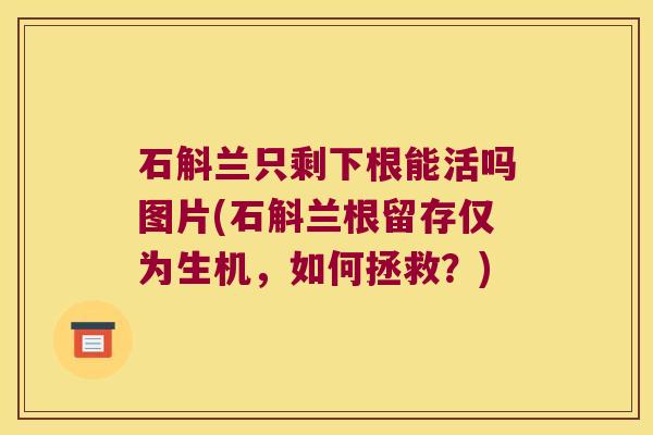 石斛兰只剩下根能活吗图片(石斛兰根留存仅为生机，如何拯救？)