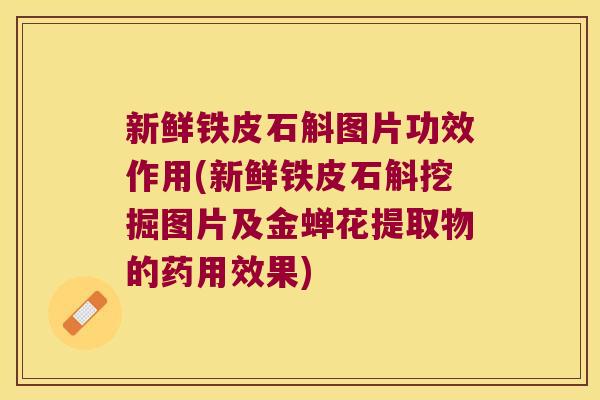 新鲜铁皮石斛图片功效作用(新鲜铁皮石斛挖掘图片及金蝉花提取物的药用效果)