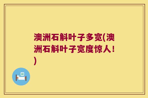 澳洲石斛叶子多宽(澳洲石斛叶子宽度惊人！)