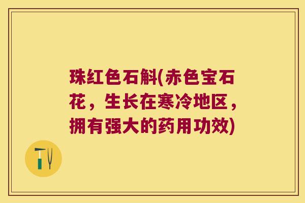 珠红色石斛(赤色宝石花，生长在寒冷地区，拥有强大的药用功效)