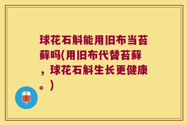 球花石斛能用旧布当苔藓吗(用旧布代替苔藓，球花石斛生长更健康。)