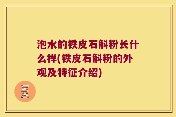 泡水的铁皮石斛粉长什么样(铁皮石斛粉的外观及特征介绍)