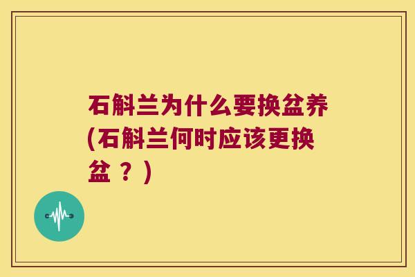 石斛兰为什么要换盆养(石斛兰何时应该更换盆 ？)