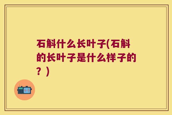 石斛什么长叶子(石斛的长叶子是什么样子的？)