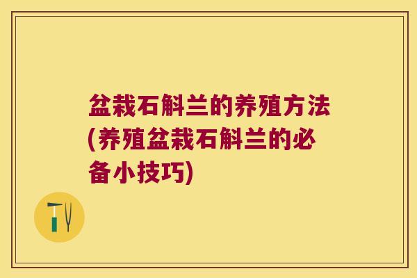 盆栽石斛兰的养殖方法(养殖盆栽石斛兰的必备小技巧)