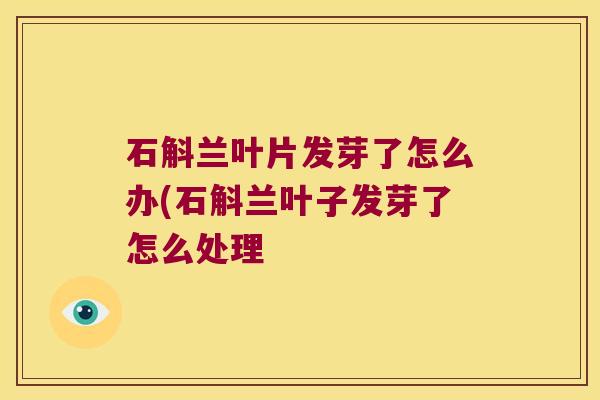 石斛兰叶片发芽了怎么办(石斛兰叶子发芽了怎么处理