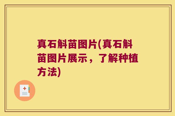 真石斛苗图片(真石斛苗图片展示,了解种植方法) 真石斛苗图片(真石斛苗图片展示,了解种植方法)
