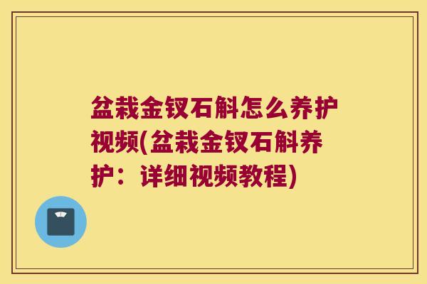 盆栽金钗石斛怎么养护视频(盆栽金钗石斛养护:详细视频教程) 盆栽金钗石斛怎么养护视频(盆栽金钗石斛养护:详细视频教程)