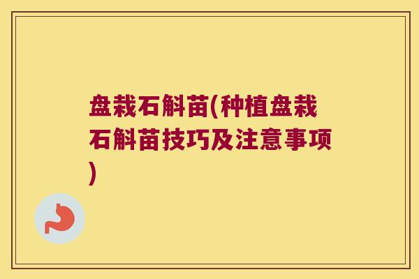盘栽石斛苗(种植盘栽石斛苗技巧及注意事项)