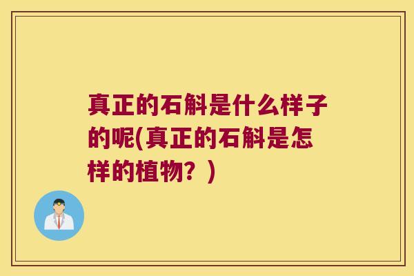 真正的石斛是什么样子的呢(真正的石斛是怎样的植物？)
