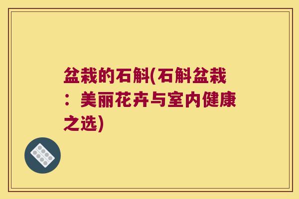 盆栽的石斛(石斛盆栽：美丽花卉与室内健康之选)
