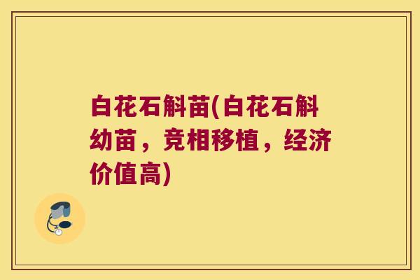 白花石斛苗(白花石斛幼苗,竞相移植,经济价值高) 白花石斛苗(白花石斛幼苗,竞相移植,经济价值高)