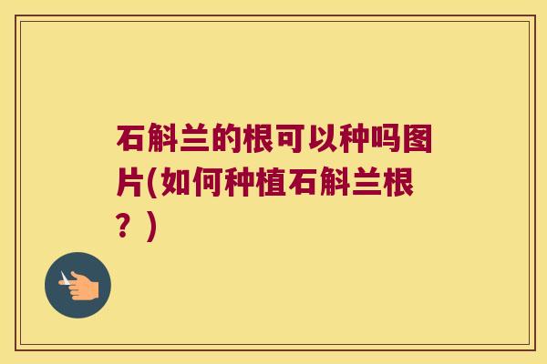 石斛兰的根可以种吗图片(如何种植石斛兰根？)