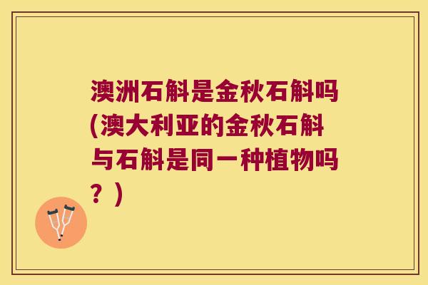 澳洲石斛是金秋石斛吗(澳大利亚的金秋石斛与石斛是同一种植物吗？)