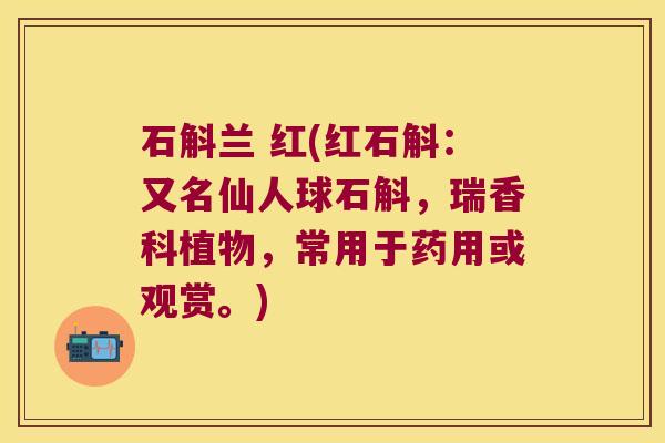 石斛兰 红(红石斛:又名仙人球石斛,瑞香科植物,常用于药用或观赏。) 石斛兰 红(红石斛:又名仙人球石斛,瑞香科植物,常用于药用或观赏。)