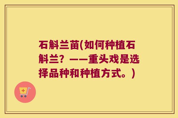石斛兰苗(如何种植石斛兰？——重头戏是选择品种和种植方式。)