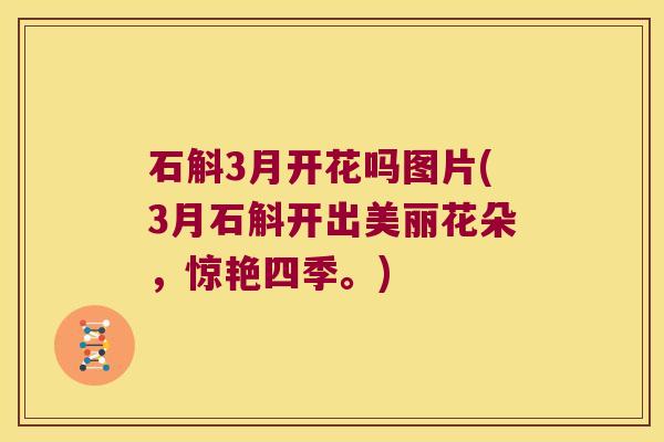 石斛3月开花吗图片(3月石斛开出美丽花朵，惊艳四季。)