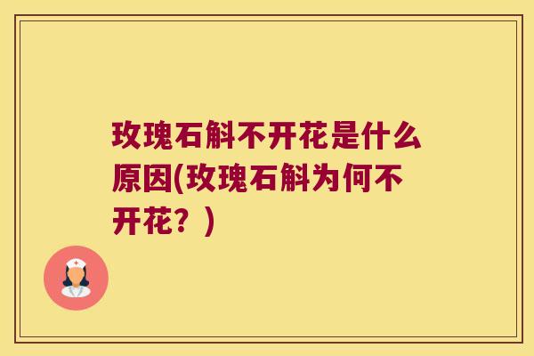 玫瑰石斛不开花是什么原因(玫瑰石斛为何不开花？)