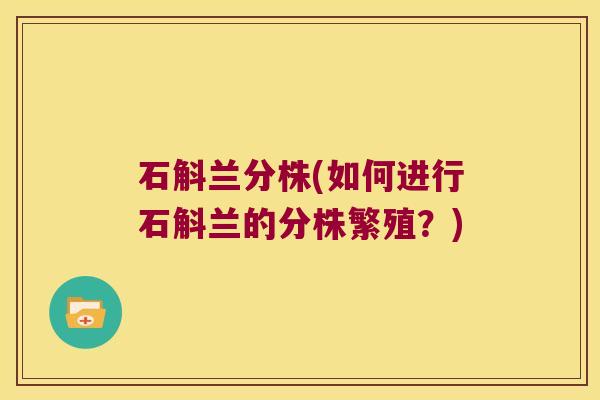 石斛兰分株(如何进行石斛兰的分株繁殖？)