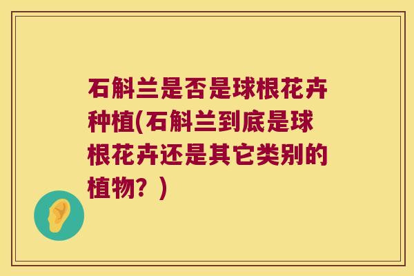 石斛兰是否是球根花卉种植(石斛兰到底是球根花卉还是其它类别的植物？)