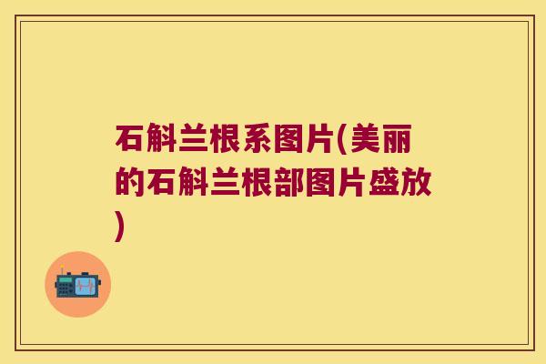 石斛兰根系图片(美丽的石斛兰根部图片盛放)