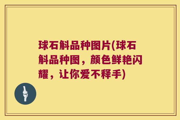 球石斛品种图片(球石斛品种图，颜色鲜艳闪耀，让你爱不释手)