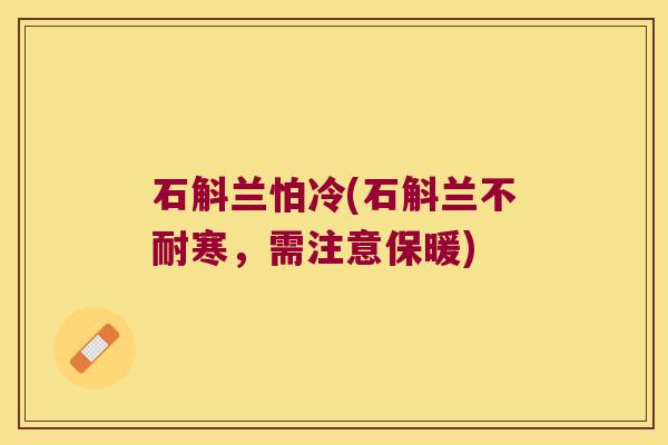 石斛兰怕冷(石斛兰不耐寒，需注意保暖)