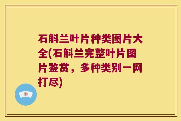 石斛兰叶片种类图片大全(石斛兰完整叶片图片鉴赏，多种类别一网打尽)
