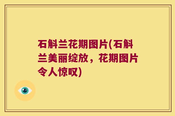 石斛兰花期图片(石斛兰美丽绽放,花期图片令人惊叹) 石斛兰花期图片(石斛兰美丽绽放,花期图片令人惊叹)