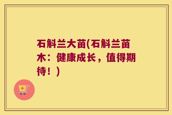 石斛兰大苗(石斛兰苗木：健康成长，值得期待！)