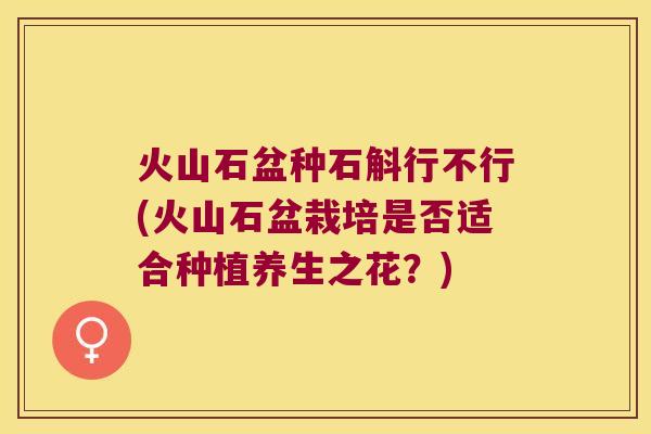 火山石盆种石斛行不行(火山石盆栽培是否适合种植养生之花？)