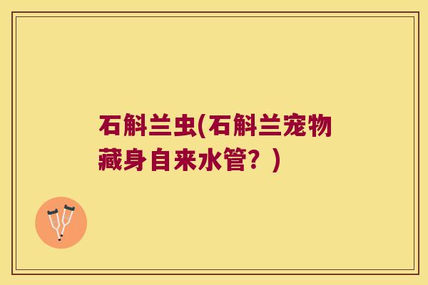 石斛兰虫(石斛兰宠物藏身自来水管？)