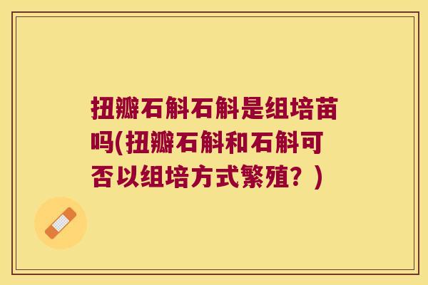 扭瓣石斛石斛是组培苗吗(扭瓣石斛和石斛可否以组培方式繁殖?) 扭瓣石斛石斛是组培苗吗(扭瓣石斛和石斛可否以组培方式繁殖?)
