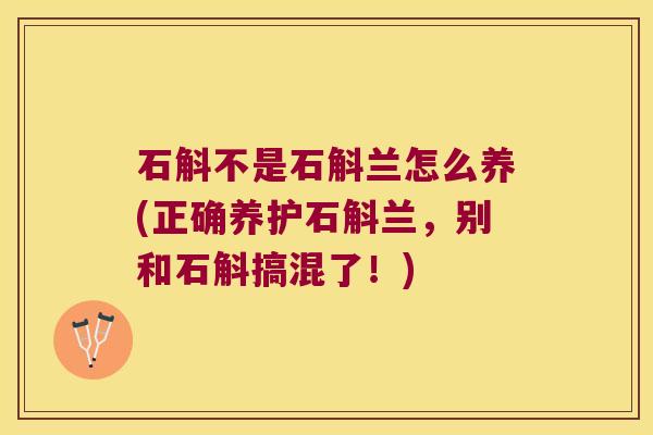 石斛不是石斛兰怎么养(正确养护石斛兰，别和石斛搞混了！)